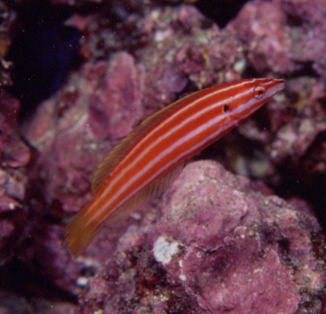 Hologymnosus rhodonotus